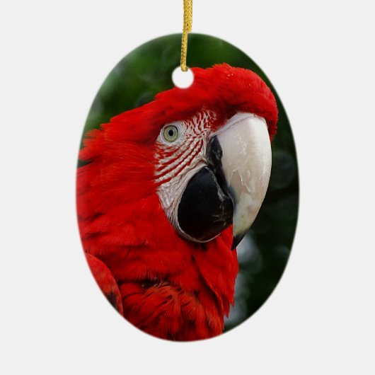 Red Macaw Keramikornament (Vorne)