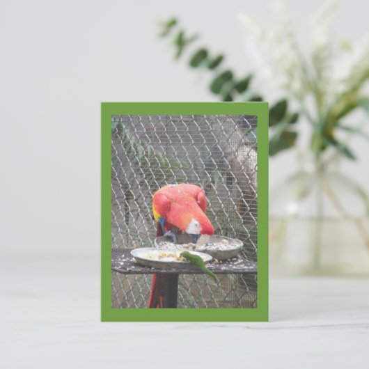 Red Macaw mit Gecko Postkarte (Stehend Vorderseite)