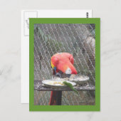 Red Macaw mit Gecko Postkarte (Vorne/Hinten)