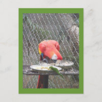 Red Macaw mit Gecko