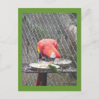 Red Macaw mit Gecko Postkarte
