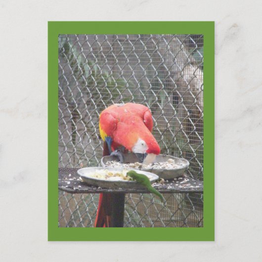 Red Macaw mit Gecko Postkarte (Vorderseite)