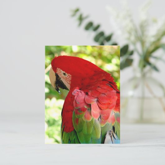 Red Macaw Parrot Postcard 2 Postkarte (Stehend Vorderseite)