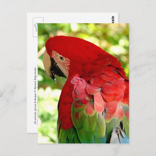 Red Macaw Parrot Postcard 2 Postkarte (Vorne/Hinten)