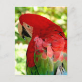 Red Macaw Parrot Postcard 2 Postkarte (Vorderseite)