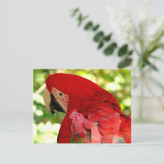 Red Macaw Parrot Postcard Postkarte (Stehend Vorderseite)