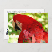 Red Macaw Parrot Postcard Postkarte (Vorne/Hinten)