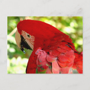 Red Macaw Parrot Postcard Postkarte