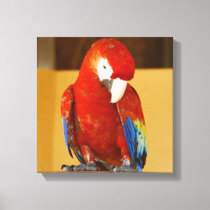 Red Macaw Tropical Parrot in Mexiko Leinwanddruck