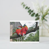 Red Macaws 1.JPG Postkarte (Stehend Vorderseite)