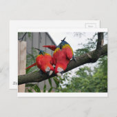 Red Macaws 1.JPG Postkarte (Vorne/Hinten)