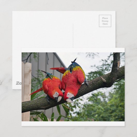 Red Macaws 1.JPG Postkarte (Vorne/Hinten)