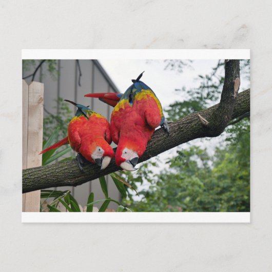 Red Macaws 1.JPG Postkarte (Vorderseite)