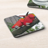 Red Macaws 2.JPG Getränkeuntersetzer (Linke Seite)