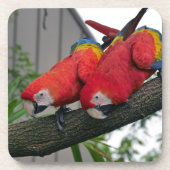 Red Macaws 2.JPG Getränkeuntersetzer (Vorderseite)