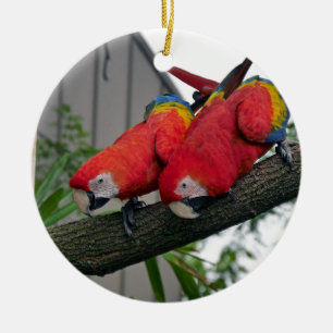 Red Macaws 2.JPG Keramik Ornament