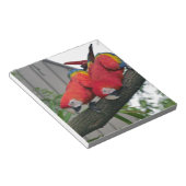 Red Macaws 2.JPG Notizblock (angewinkelt)