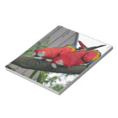Red Macaws 2.JPG Notizblock (Rotiert)