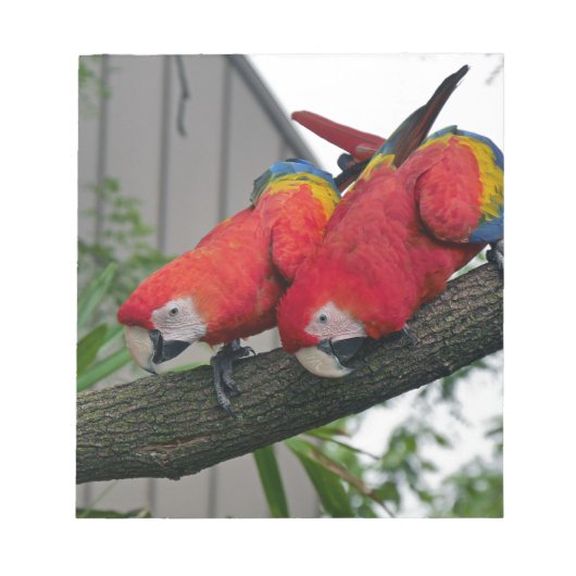 Red Macaws 2.JPG Notizblock (Vorderseite)