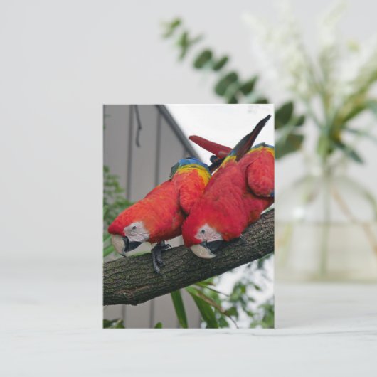 Red Macaws 2.JPG Postkarte (Stehend Vorderseite)