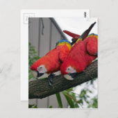 Red Macaws 2.JPG Postkarte (Vorne/Hinten)
