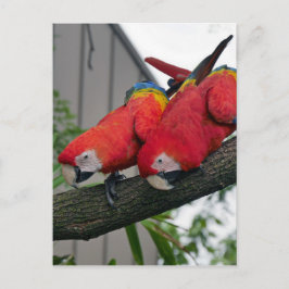 Red Macaws 2.JPG Postkarte