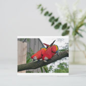 Red Macaws 2.JPG Postkarte (Stehend Vorderseite)