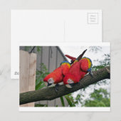 Red Macaws 2.JPG Postkarte (Vorne/Hinten)