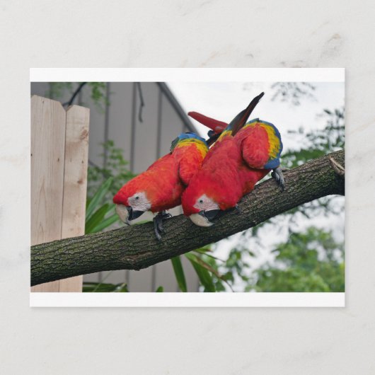 Red Macaws 2.JPG Postkarte (Vorderseite)