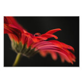 Red Macro Gerbera Blume Fotodruck (Vorne)