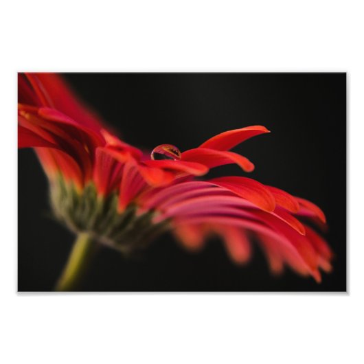 Red Macro Gerbera Blume Fotodruck (Vorne)