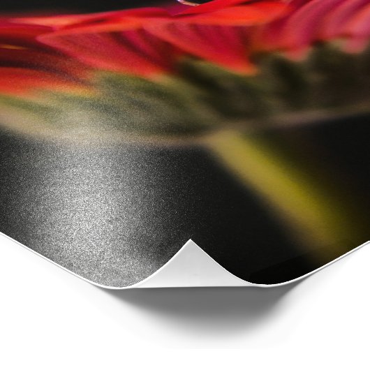 Red Macro Gerbera Blume Fotodruck (Ecke)