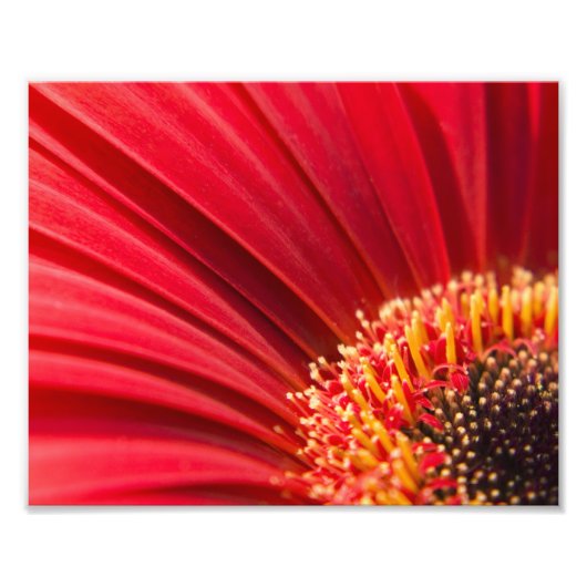 Red Macro Gerbera Daisy Blume Fotodruck (Vorne)