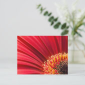 Red Macro Gerbera Daisy Blume Postkarte (Stehend Vorderseite)