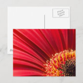 Red Macro Gerbera Daisy Blume Postkarte (Vorne/Hinten)