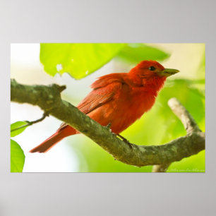 Red Male Summer Tanager auf Branch Poster