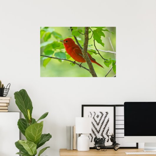 Red Male Summer Tanager in Forest Poster (Heimbüro)