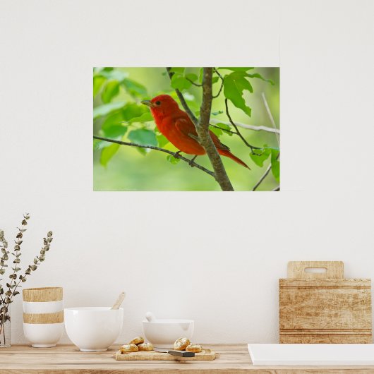 Red Male Summer Tanager in Forest Poster (Küche)