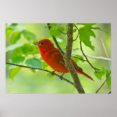 Red Male Summer Tanager in Forest Poster (Vorne)
