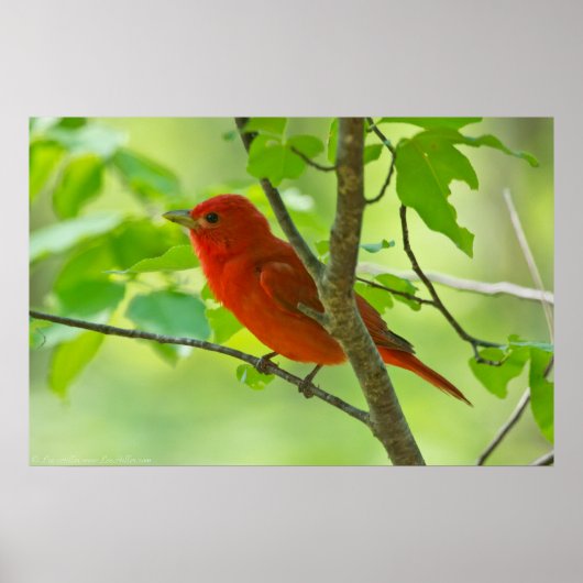 Red Male Summer Tanager in Forest Poster (Vorne)