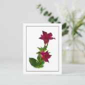 Red Mandevilla Botanische Sketch Postkarte (Stehend Vorderseite)
