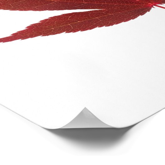 Red Maple Leaf Poster (Ecke)