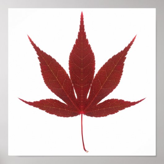 Red Maple Leaf Poster (Vorne)