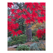 Red Maple Leaves in a Japanese Garden Fotodruck (Vorne)