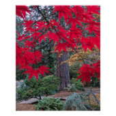 Red Maple Leaves in a Japanese Garden Poster (Vorderseite)