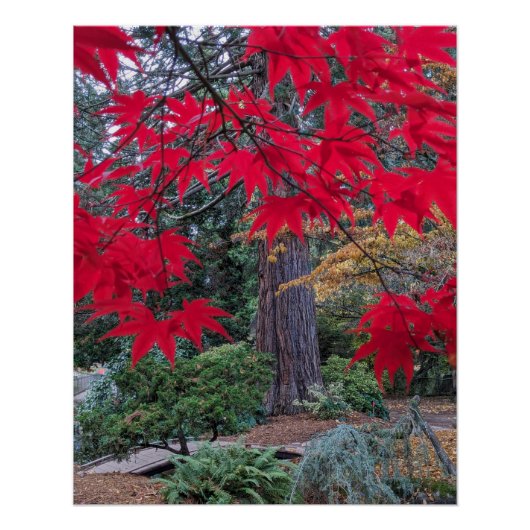 Red Maple Leaves in a Japanese Garden Poster (Vorderseite)