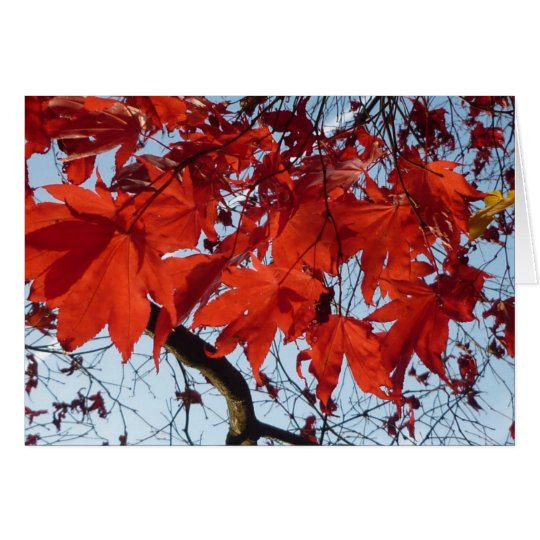 Red Maple Leaves Karte