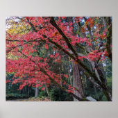 Red Maple Leaves on Tree Botancial Poster (Vorne)