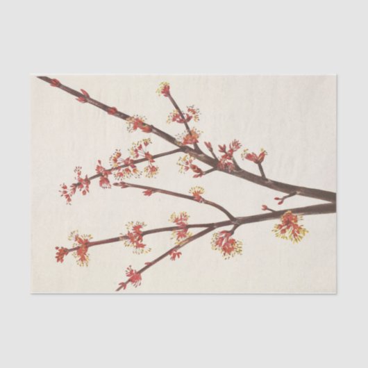 Red Maple von Mary Vaux Walcott Seidenpapier (Vorderseite)