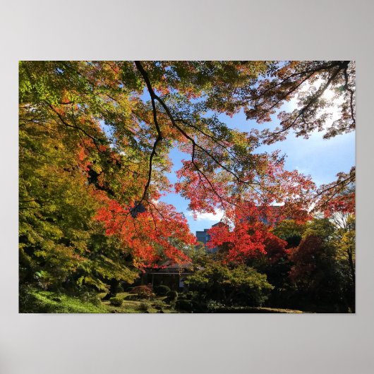 Red Maples im japanischen Garten Poster (Vorne)